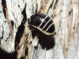 Image of Cosmozosteria subzonata (Tepper 1894)