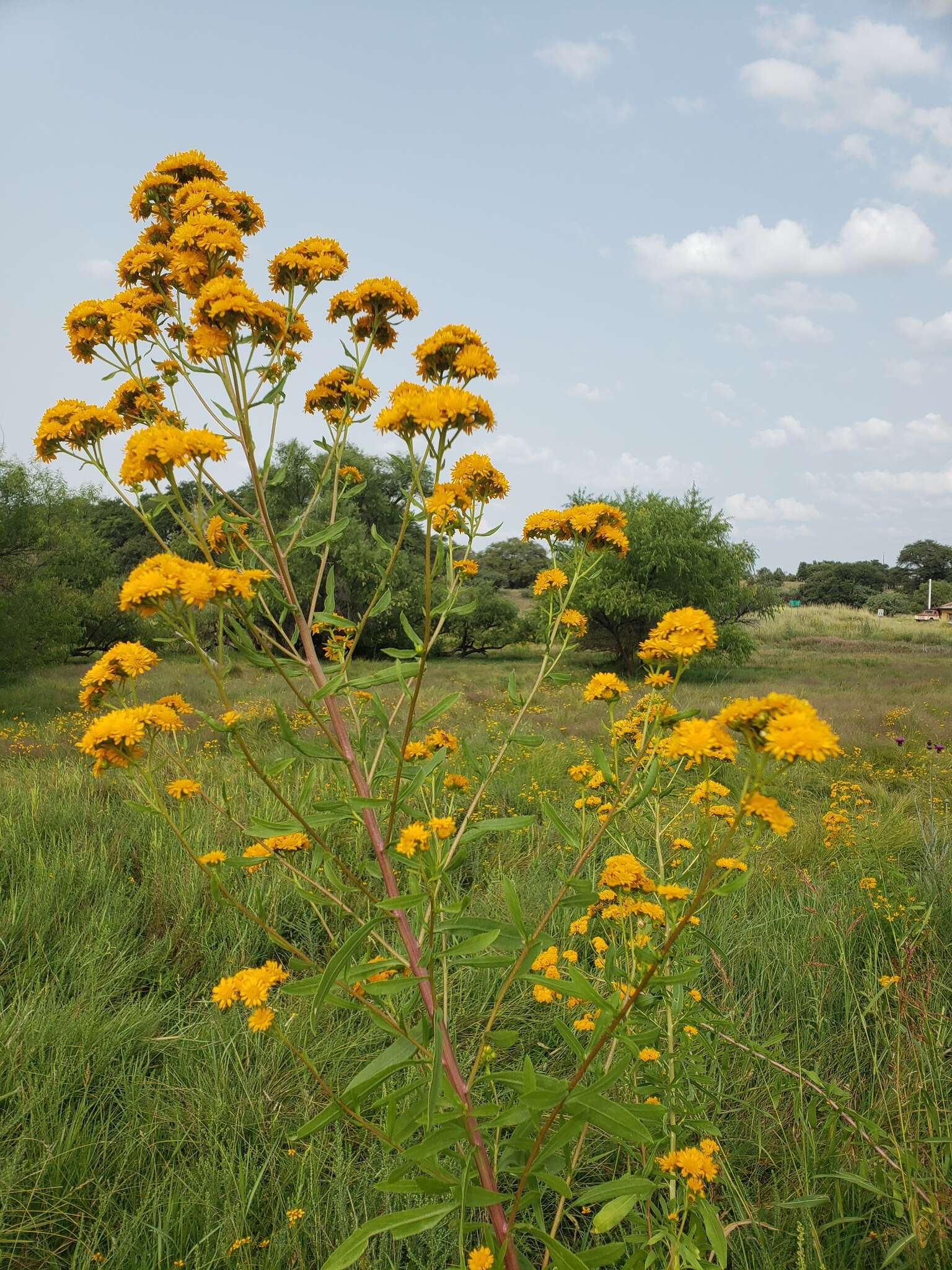 Image of San Pedro Matchweed