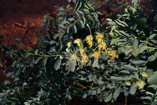 Image of Blue bush-cherry