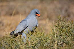 Image of Melierax canorus canorus (Thunberg 1799)