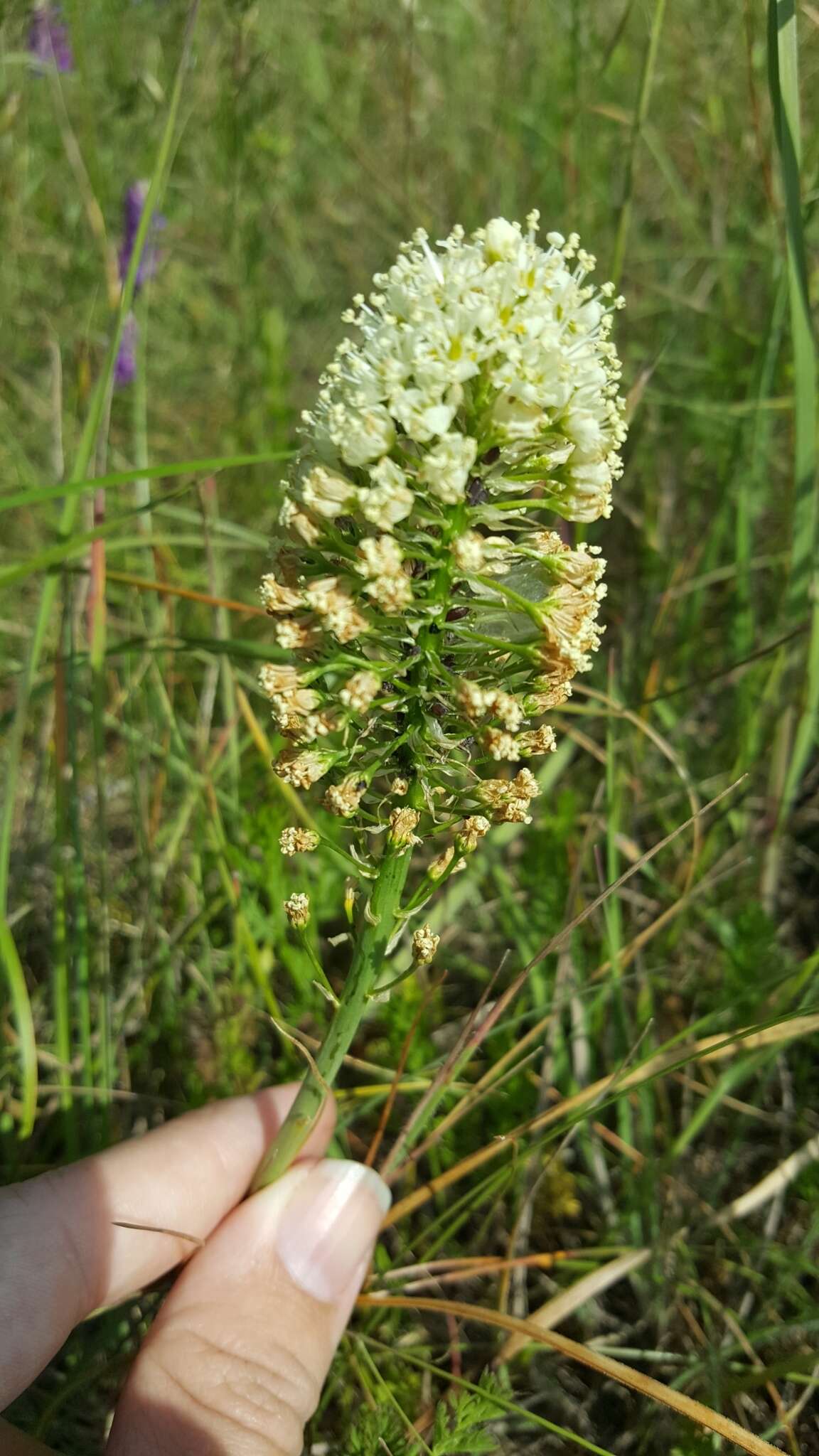 Image of Toxicoscordion venenosum var. venenosum