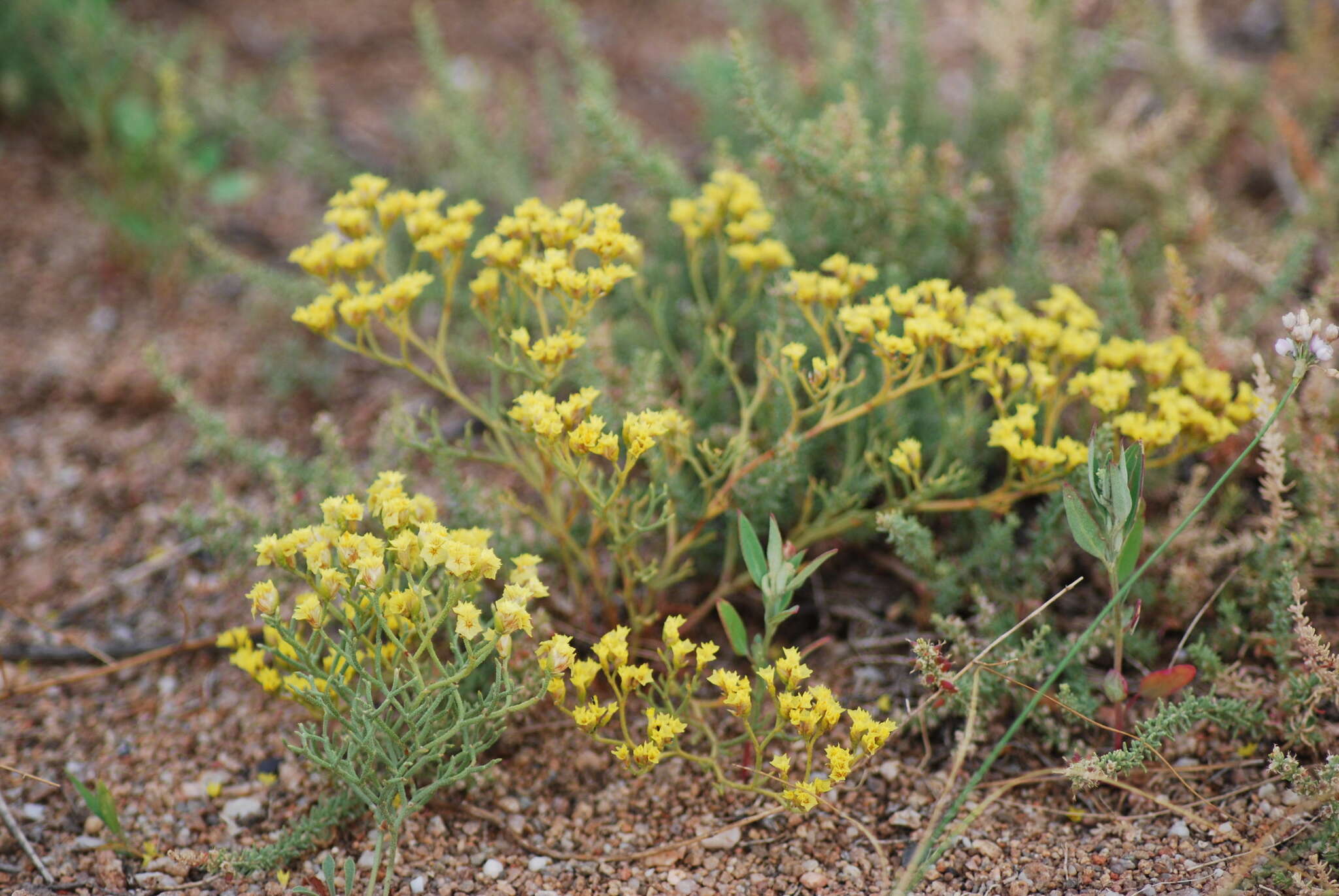 Image de Limonium aureum (L.) Hill