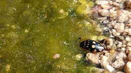 Image of Sunburst Diving Beetle