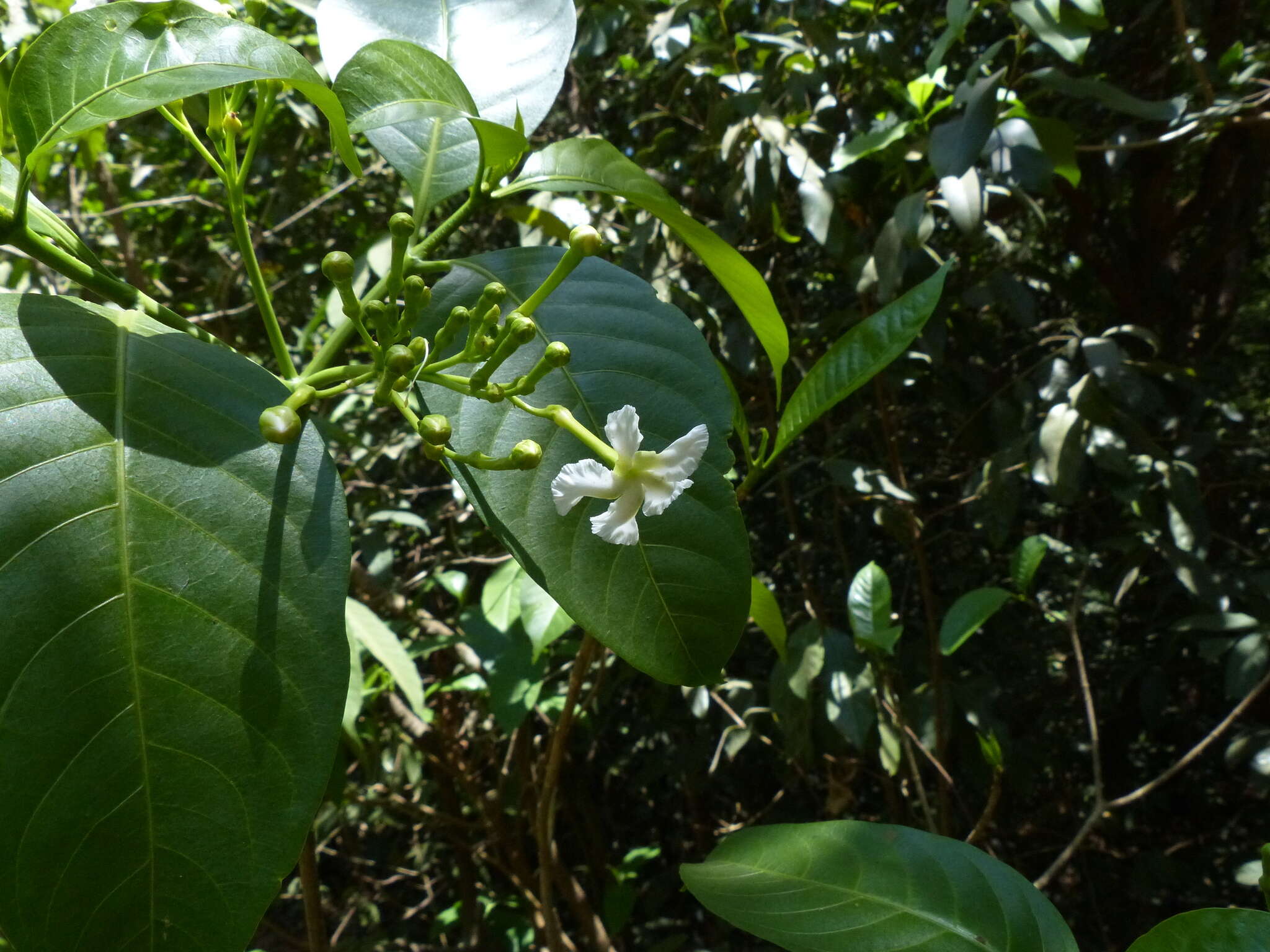 Image of Tabernaemontana alternifolia L.
