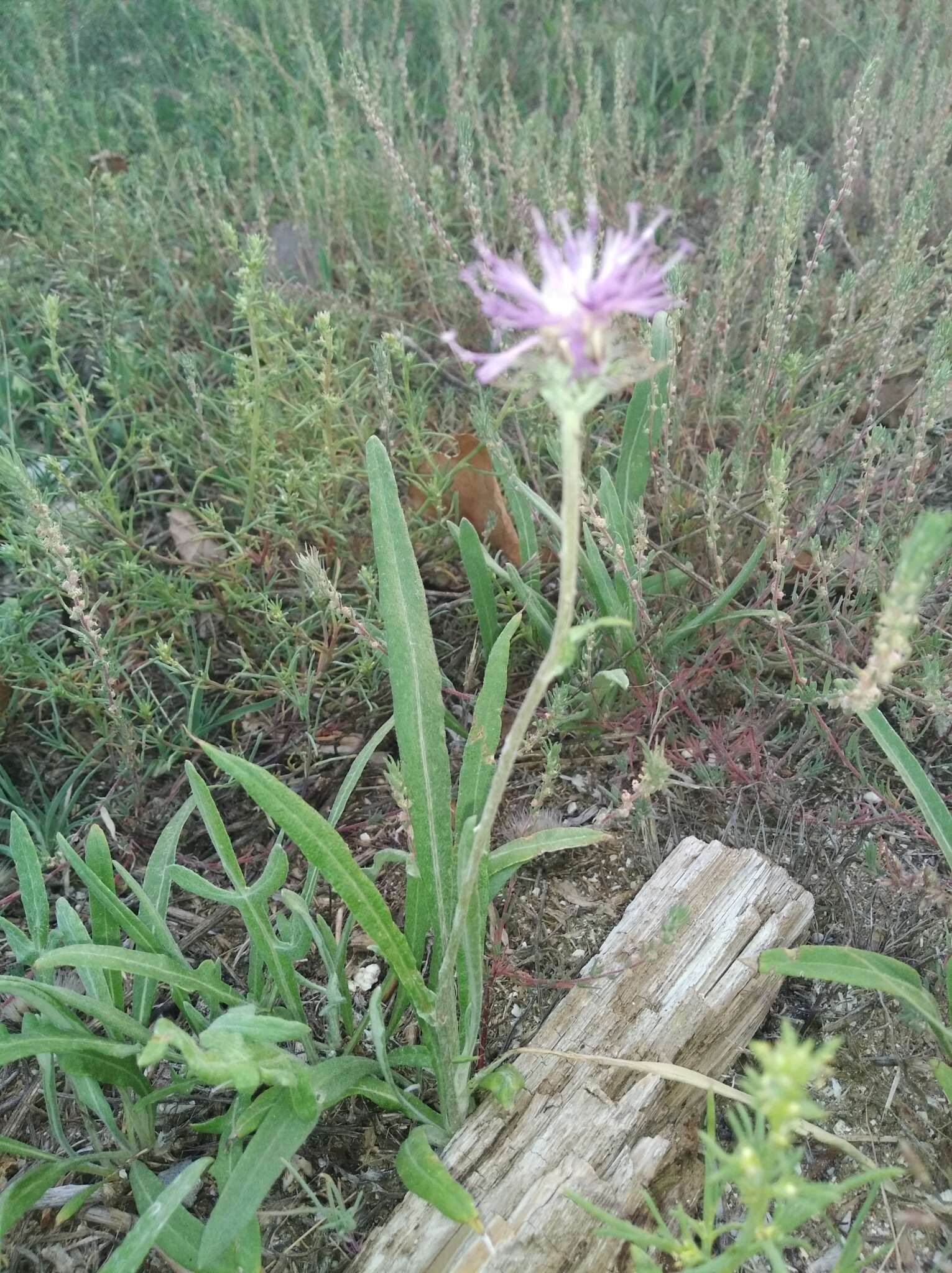 Imagem de Jurinea longifolia DC.