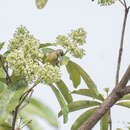 Image of Thick-billed Spiderhunter