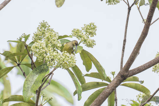 Image of Thick-billed Spiderhunter