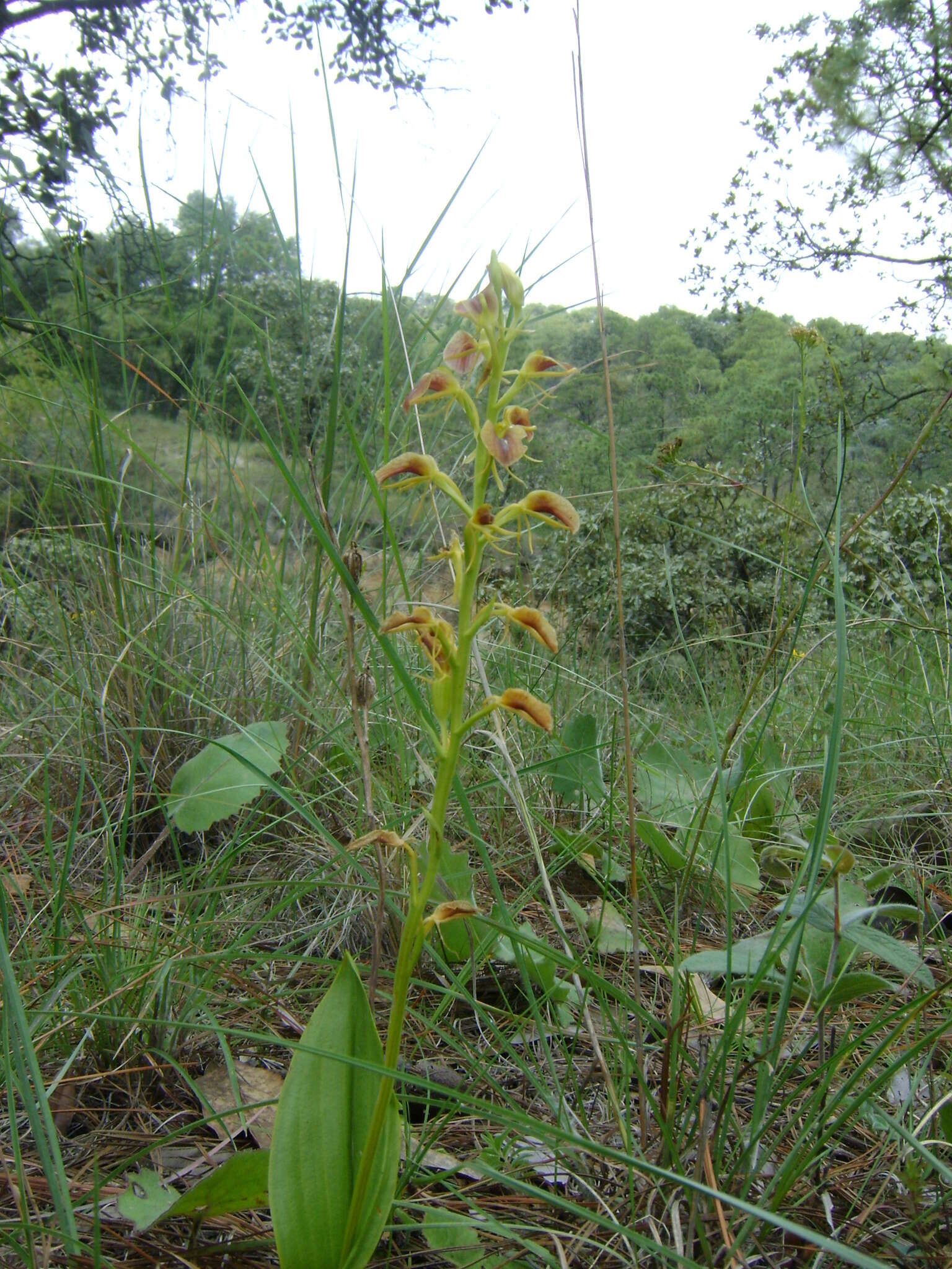 Image of tropical widelip orchid