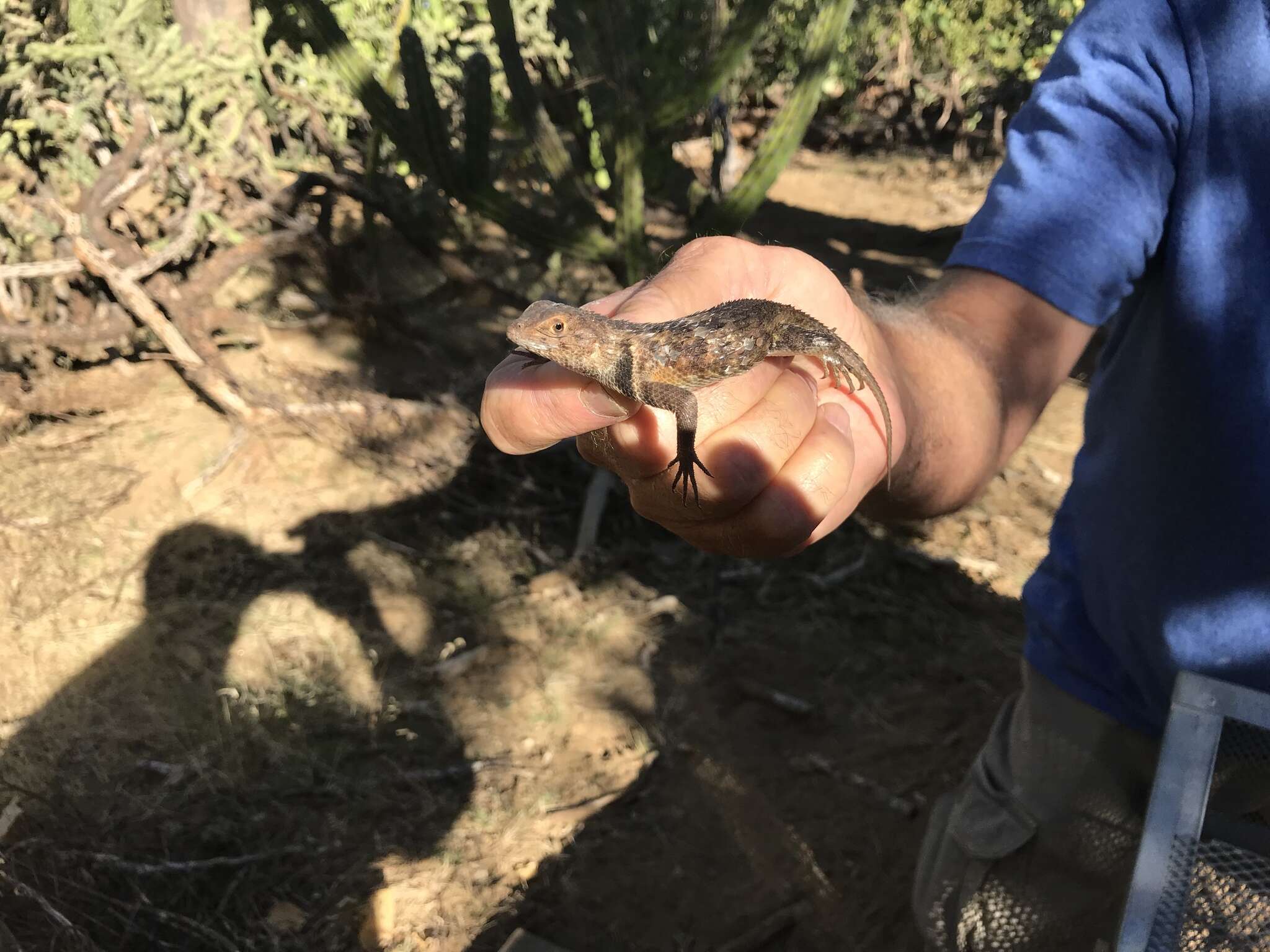 Image de Sceloporus zosteromus Cope 1863