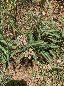 Image of Asclepias meliodora (Schltr.) Schltr.