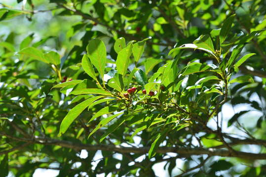 Image of Lindera erythrocarpa Makino