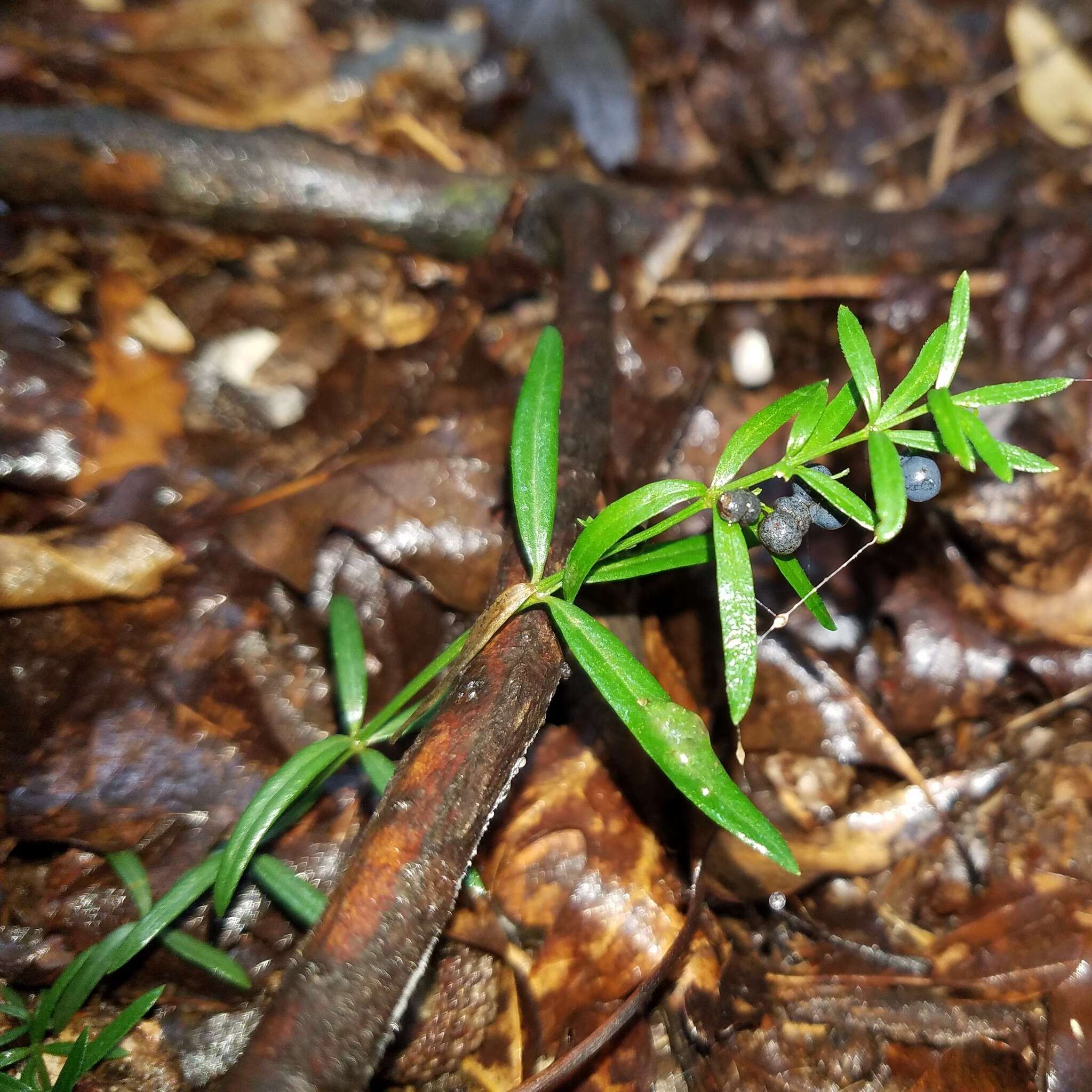 Plancia ëd Galium uniflorum Michx.