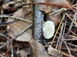 Image de Crepidotus albissimus Murrill 1943