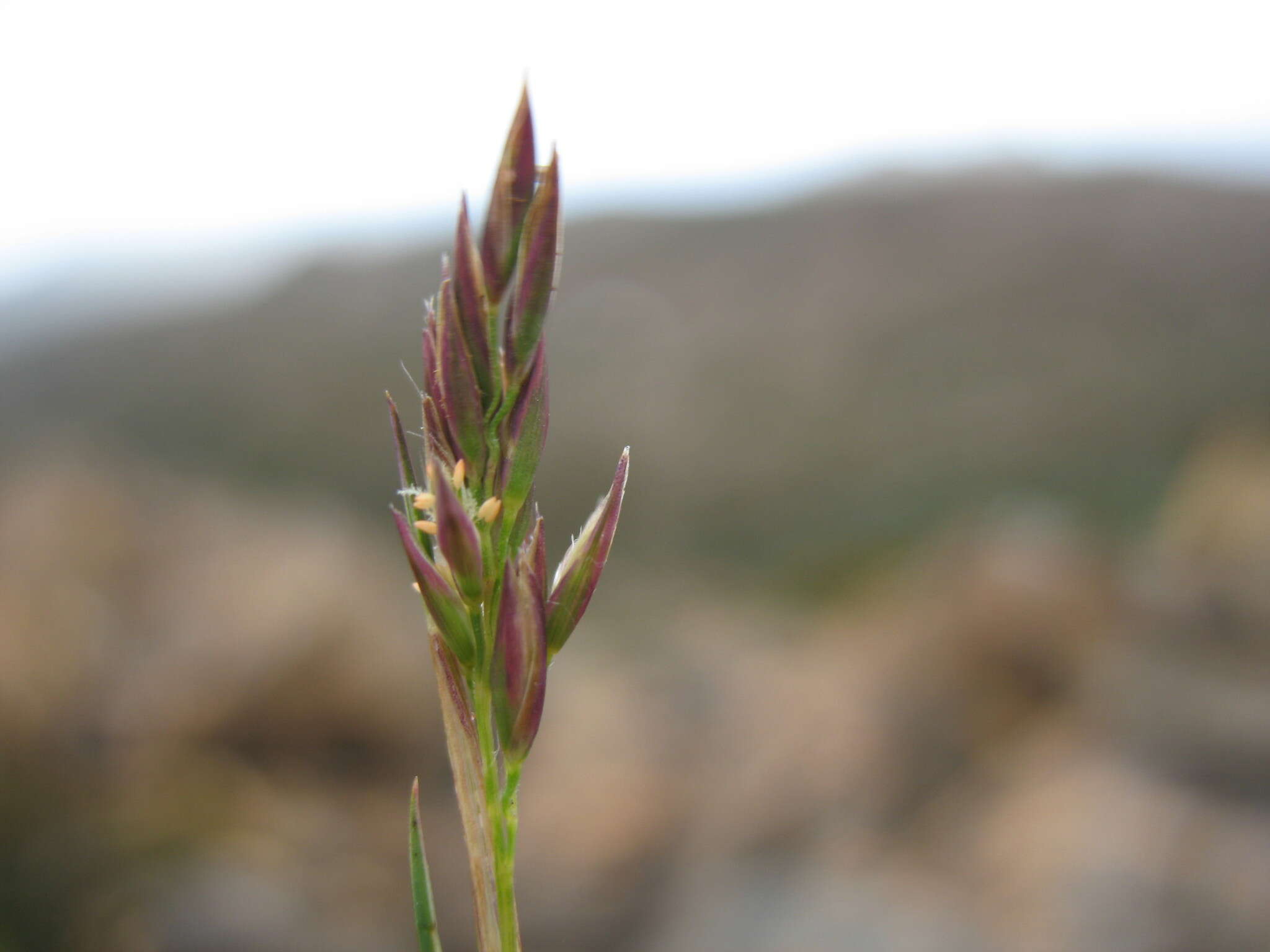 Image of Rytidosperma fortunae-hibernae (Renvoize) Connor & Edgar