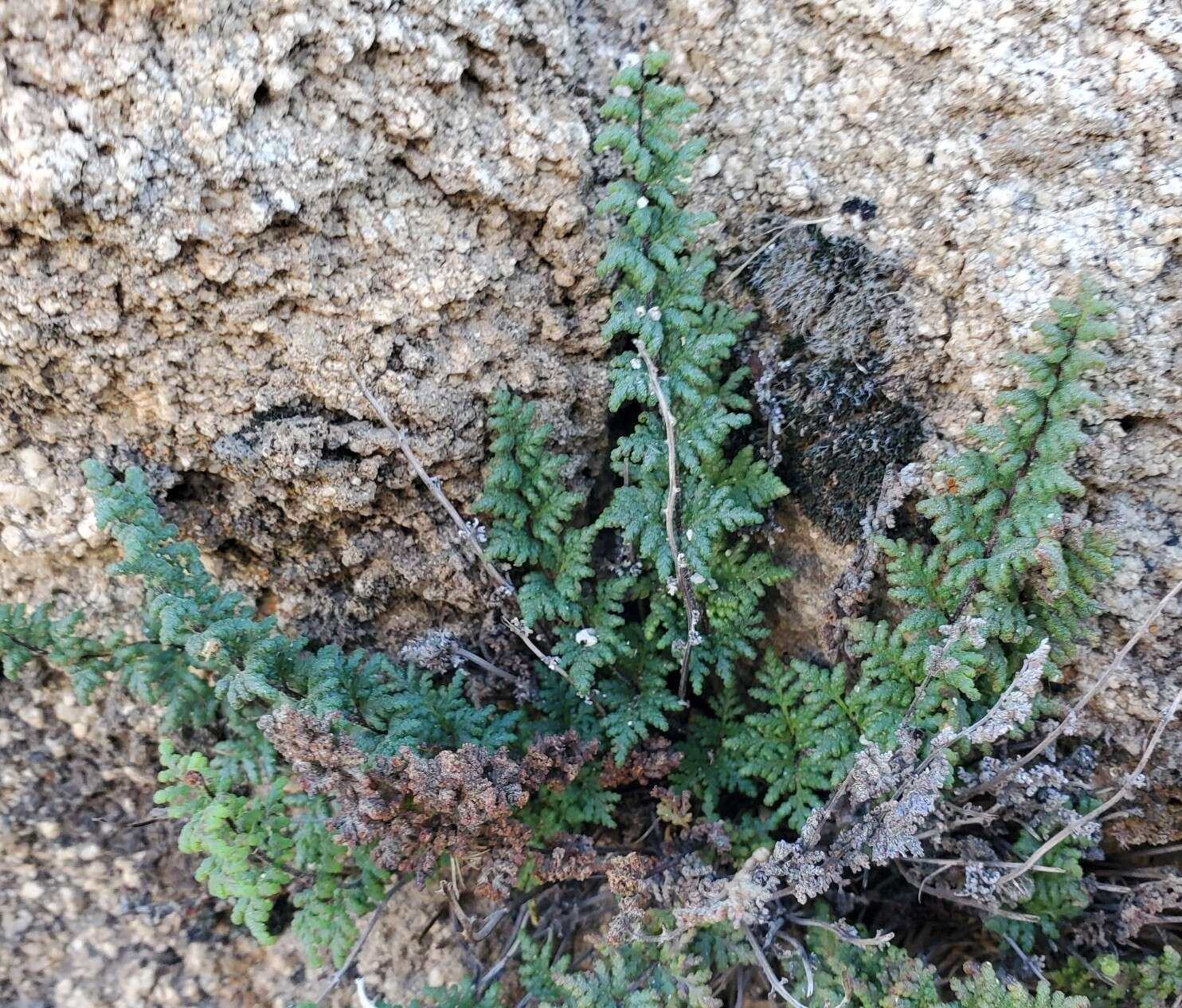 Image of viscid lipfern