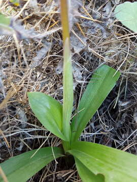 Слика од Orchis olbiensis Reut. ex Gren.
