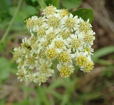 Image of Microglossa mespilifolia (Less.) B. L. Rob.