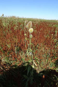 Image of Dipsacus gmelinii Bieb.