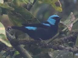 Image of Scarlet-thighed Dacnis