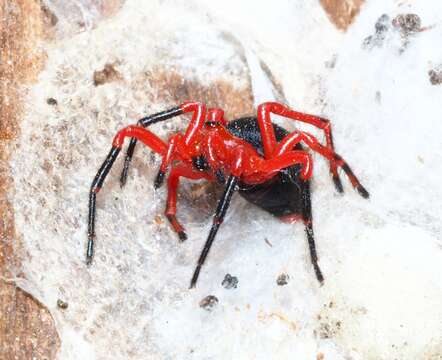 Image of Red-and-black spider