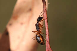 Image de Camponotus subnitidus Mayr 1876