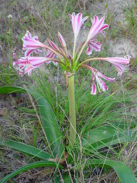 Image of Candy-striped crinum