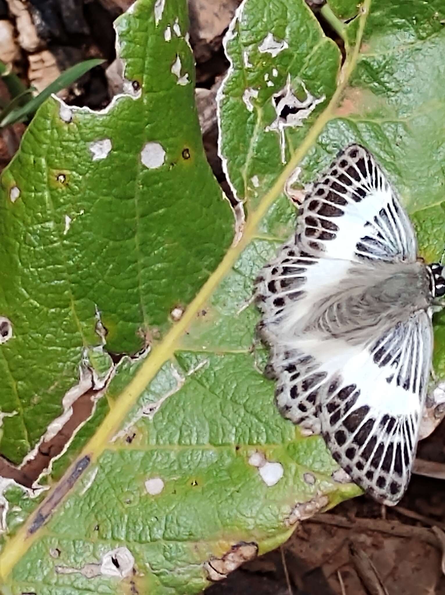 Sophista latifasciata Spitz 1930 resmi