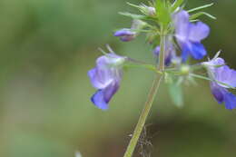 Sivun Collinsia grandiflora Dougl. ex Lindl. kuva