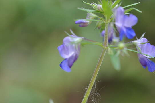 Image of giant blue eyed Mary