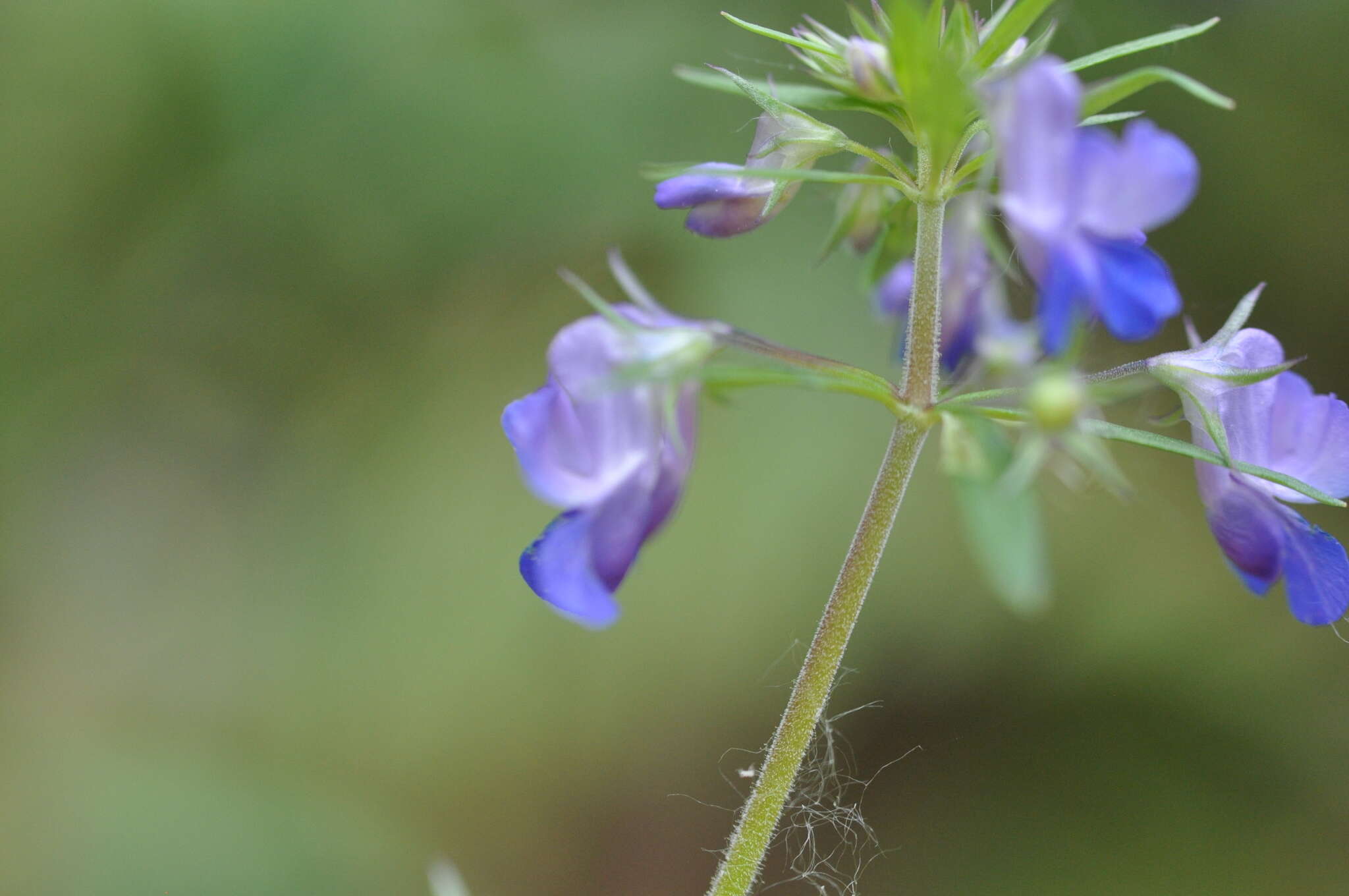 Sivun Collinsia grandiflora Dougl. ex Lindl. kuva