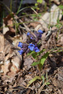 Plancia ëd Pulmonaria angustifolia L.