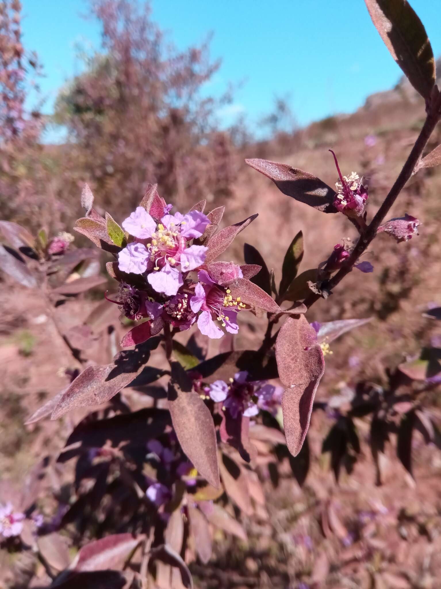 Sivun Koehneria madagascariensis (Baker) S. A. Graham, H. Tobe & P. Baas kuva