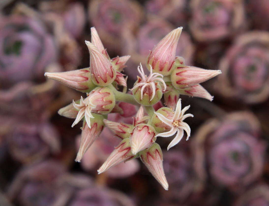 Image of Aeonium castello-paivae C. Bolle