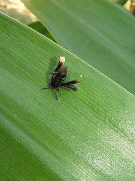 Image of Myrmecopsis strigosa (Druce 1884)