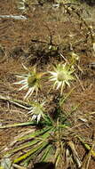 Image of Eryngium cymosum Delar.