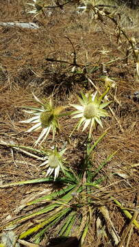 Image of Eryngium cymosum Delar.