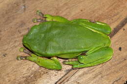 Image of Giant leaf frog