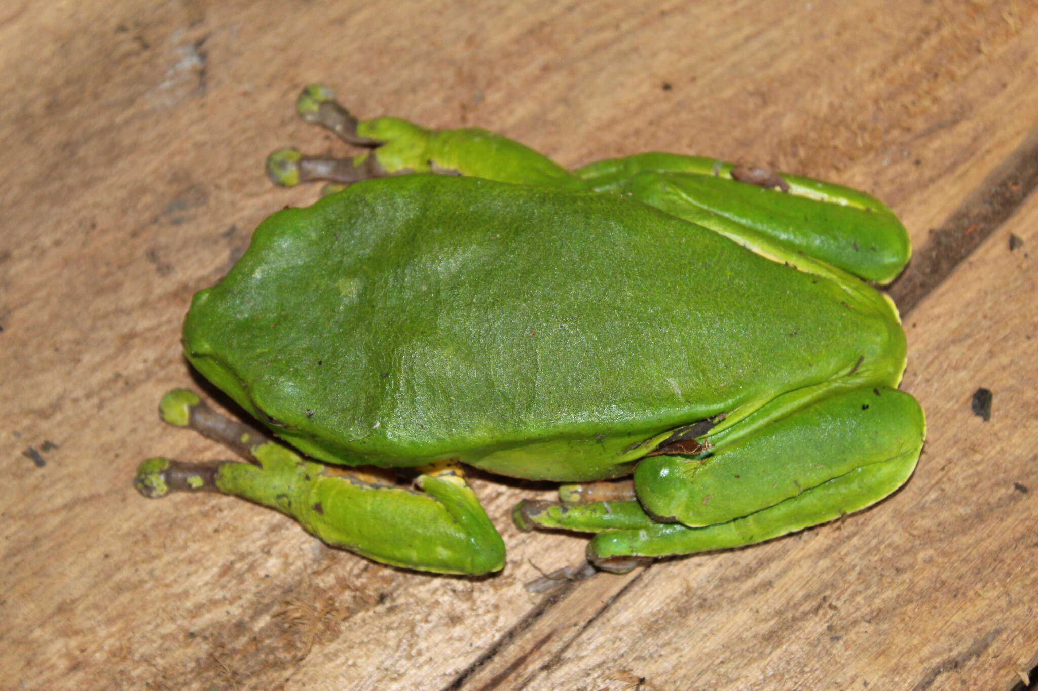 Image of Giant leaf frog