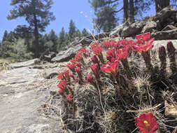 Image of <i>Echinocereus bakeri</i>