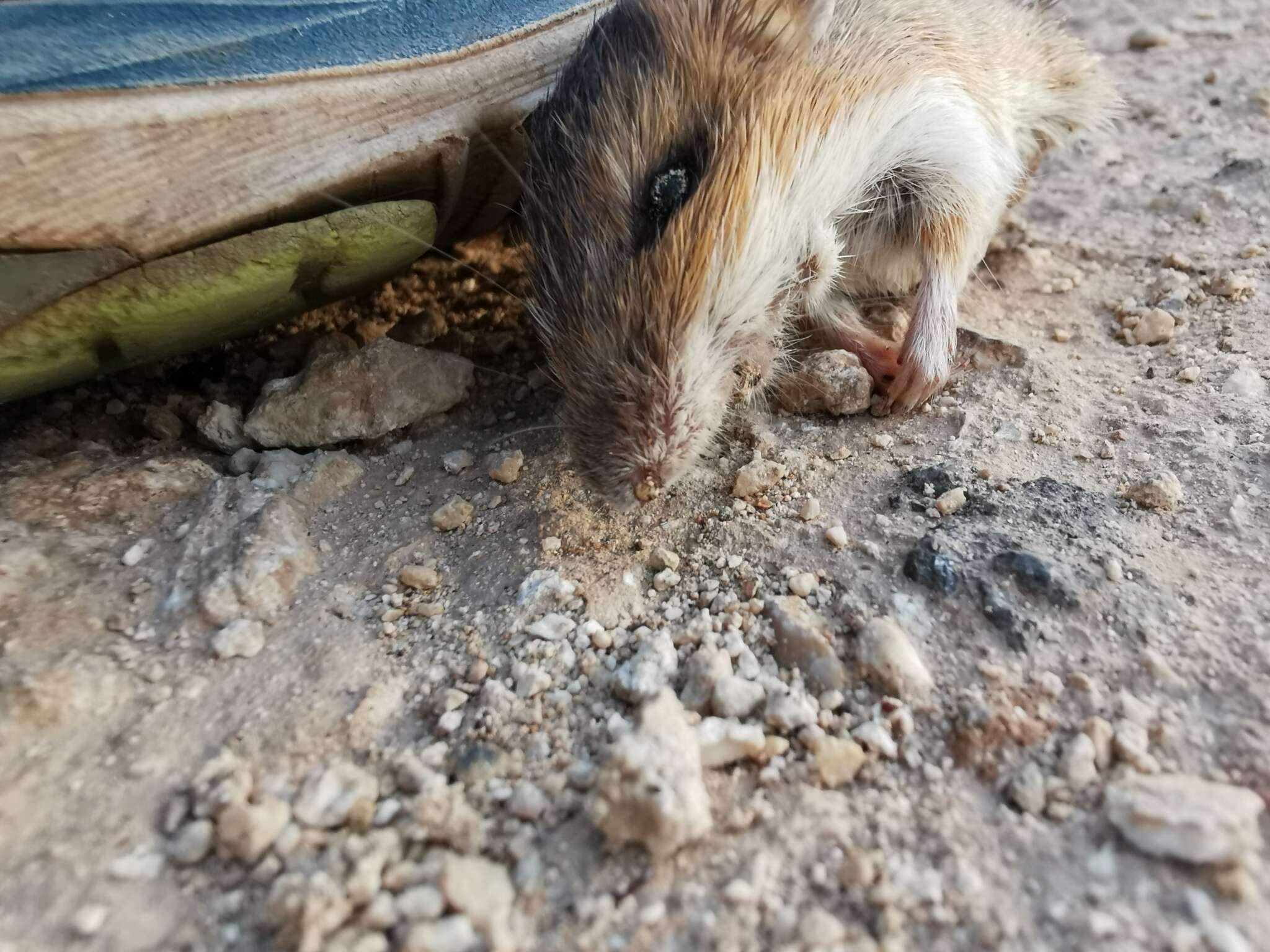 Image of Gaumer's Spiny Pocket Mouse