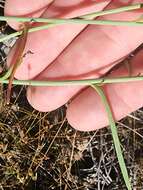 Image de Pennellia longifolia (Benth.) Rollins