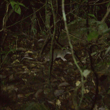 Image of Giant White-tailed Rat