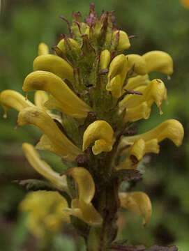 Image of Mt. Rainier lousewort