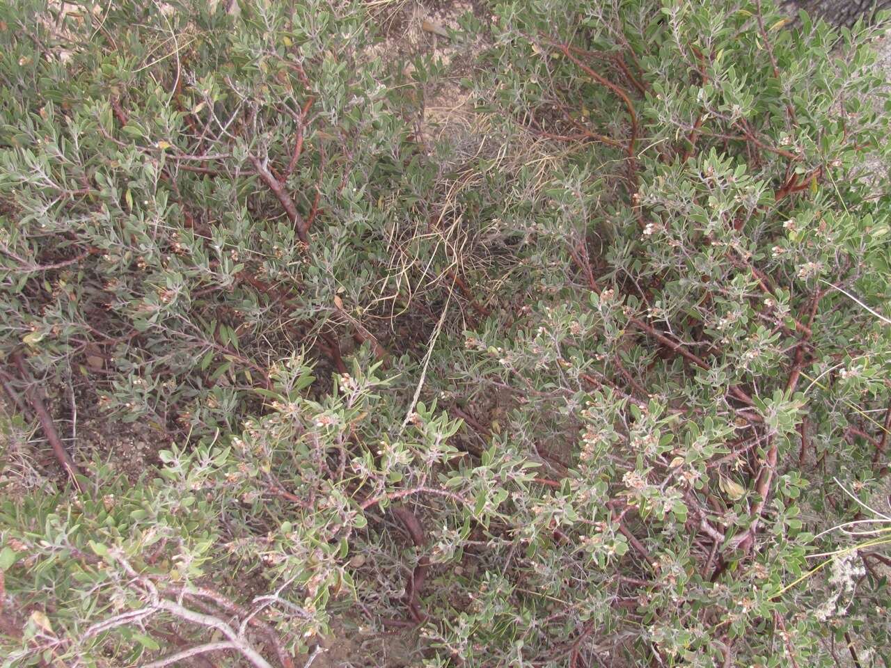 Image of pointleaf manzanita