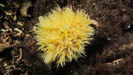 صورة Polymastia boletiformis (Lamarck 1815)