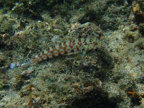 Image of Parapercis millepunctata