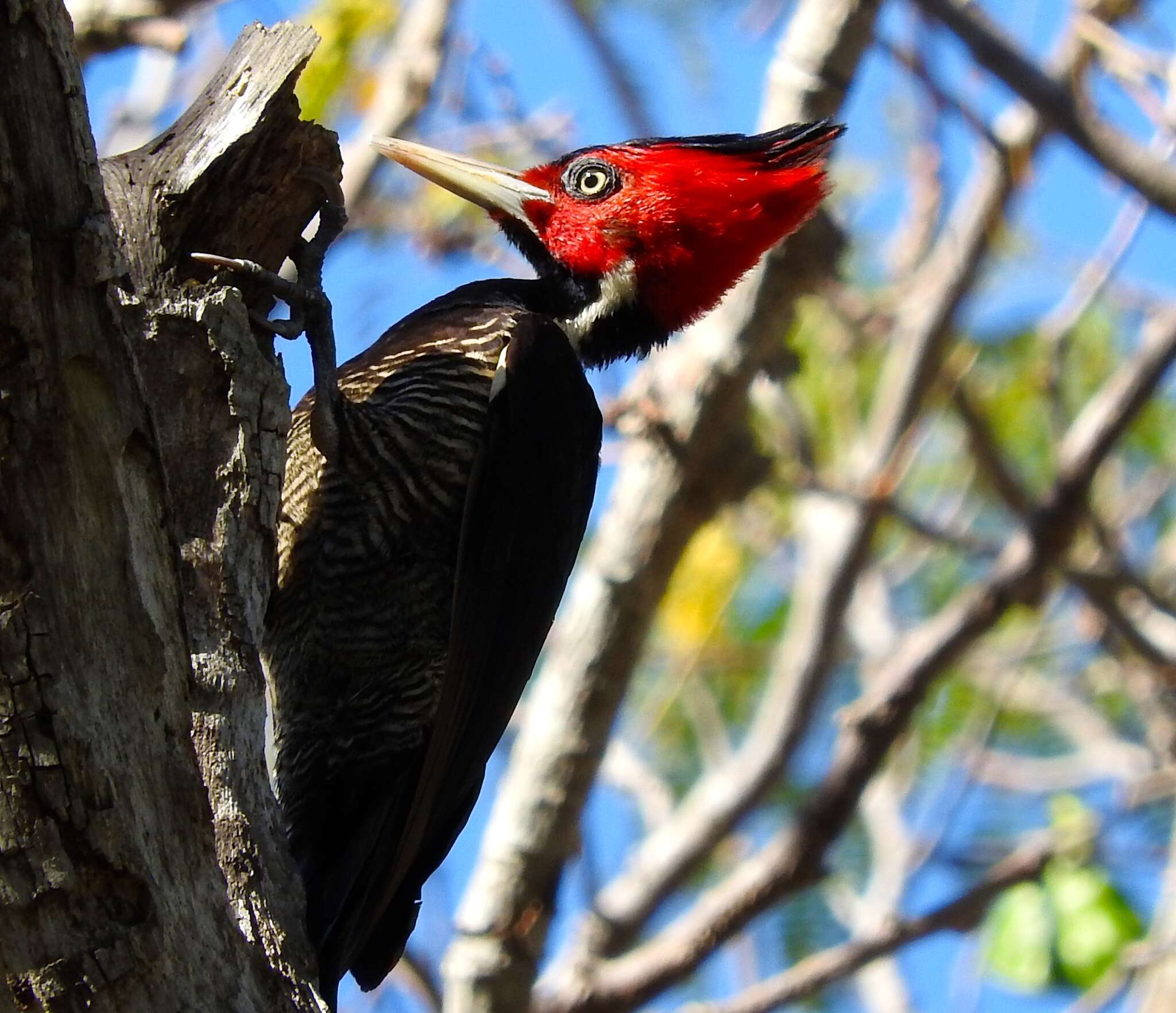 Image of Pale-billed Woodpecker