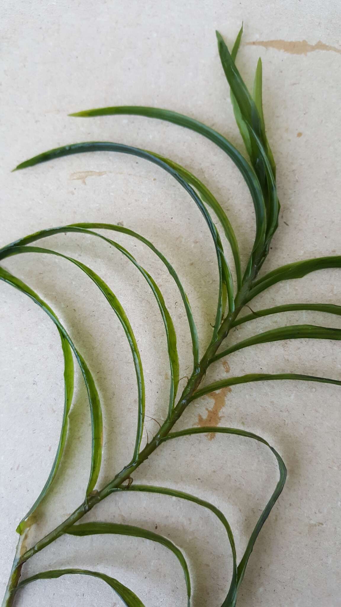 Image of Robbins' pondweed