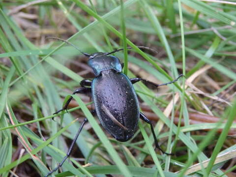 Image of Carabus (Oreocarabus) luetgensi Beuthin 1886