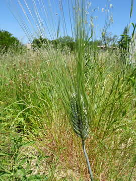 Image of durum wheat